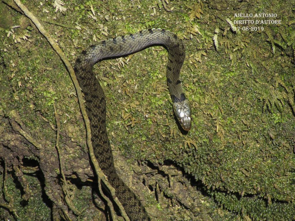 Natrice dal collare ( Natrix helvetica sicula)